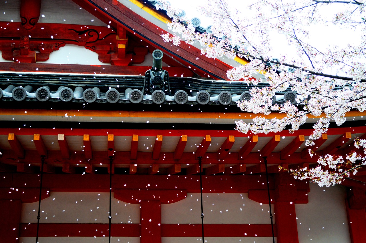 sakura, cerejeiras, e templo japones